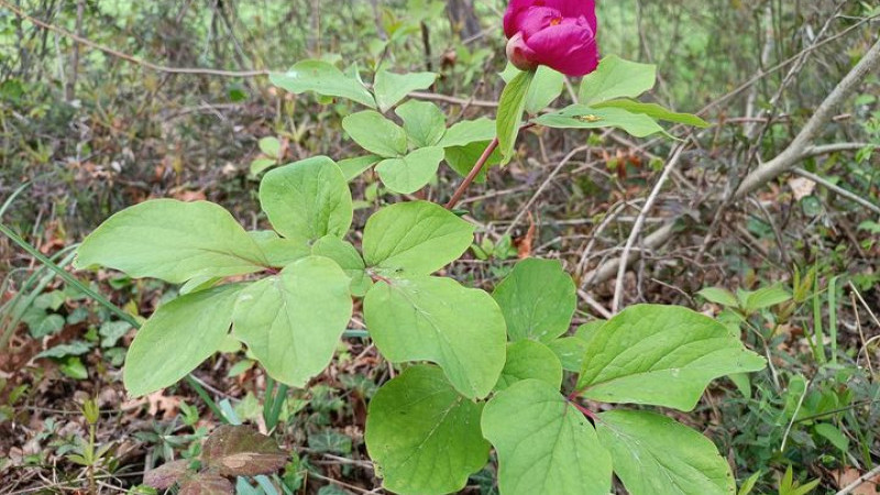 Şakayık, Alaçam ormanlarında da yetişmektedir.