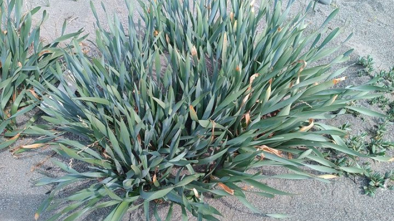 Kum zambaklarını koruyalım.