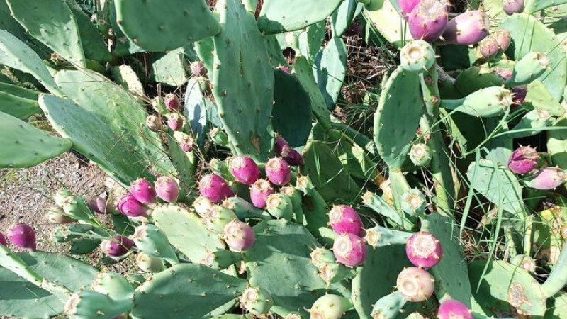 Alaçam'ın bu incir'den haberi yok.